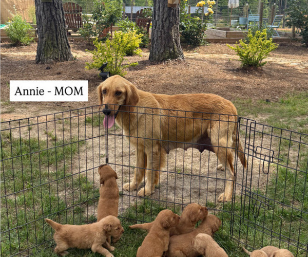 Medium Photo #6  Breeder Profile in WOODRUFF, SC, USA