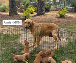 Small Photo #6  Breeder Profile in WOODRUFF, SC, USA
