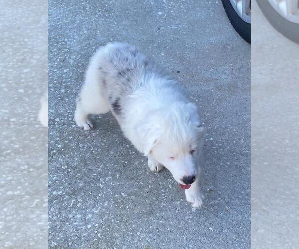 Medium Photo #9  Breeder Profile in CLERMONT, FL, USA