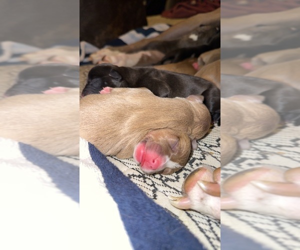 Medium Photo #1  Breeder Profile in ROXBURY, MA, USA