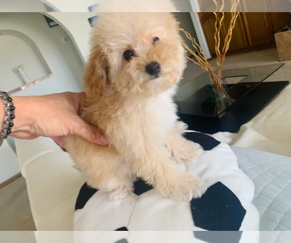 Medium Photo #12  Breeder Profile in VICTORVILLE, CA, USA