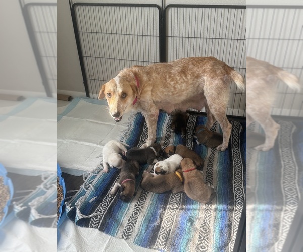 Medium Photo #9  Breeder Profile in LULING, TX, USA