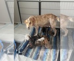 Small #8 Breeder Profile image