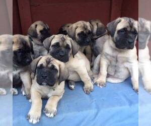 Mastiff Dog Breeder near CHESAPEAKE, VA, USA