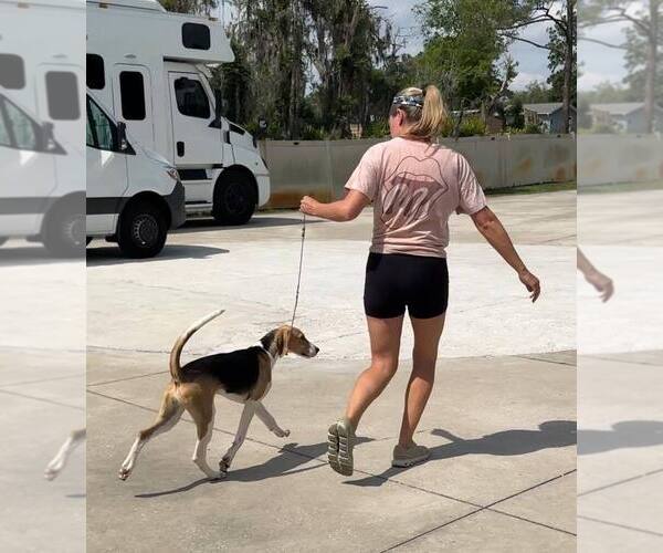 Medium Photo #3  Breeder Profile in LUTZ, FL, USA