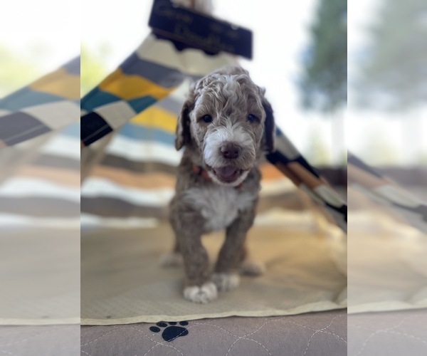 Medium Photo #1  Breeder Profile in POLLOCK PINES, CA, USA