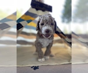 Main photo of Labradoodle Dog Breeder near POLLOCK PINES, CA, USA