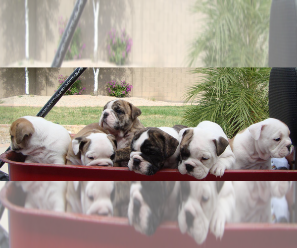 Medium Photo #1  Breeder Profile in APACHE JUNCTION, AZ, USA