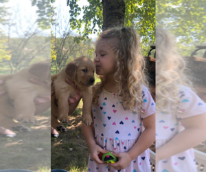 Golden Retriever Dog Breeder near FREMONT, OH, USA