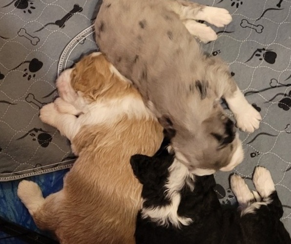 Medium Photo #5  Breeder Profile in PASCO, WA, USA