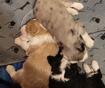 Small #4 Breeder Profile image