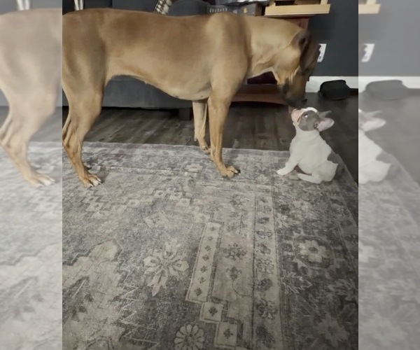 Medium Photo #14  Breeder Profile in FOUNTAIN CITY, IN, USA