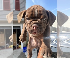 Olde English Bulldogge Dog Breeder in LITHONIA,  USA
