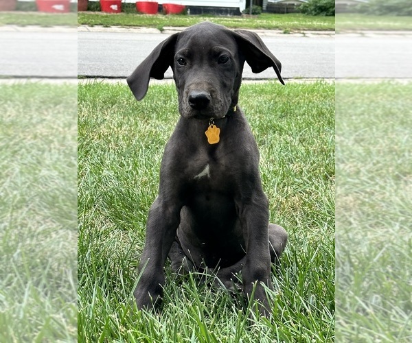 Medium Photo #1  Breeder Profile in PILOT GROVE, MO, USA