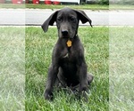 Small breeder photo