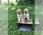 Small #4 Breeder Profile image