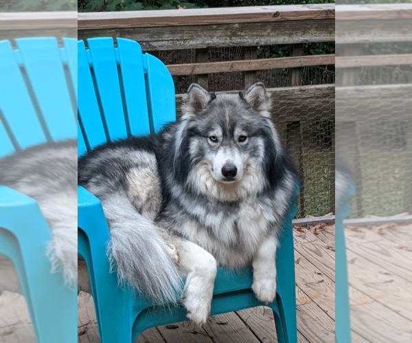 Medium Photo #1  Breeder Profile in MONROE, NC, USA