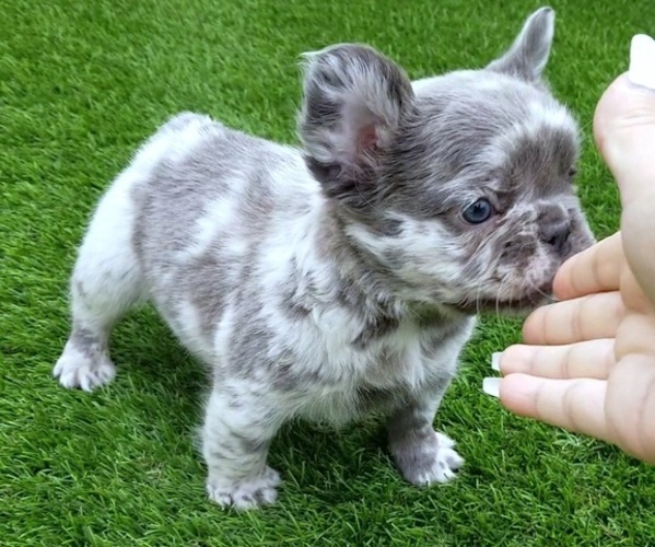 Medium Photo #39  Breeder Profile in LAS VEGAS, NV, USA