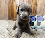 Small #79 Breeder Profile image