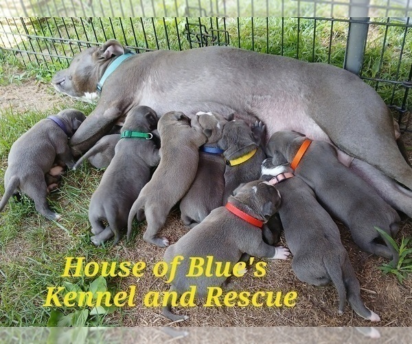 Medium Photo #3  Breeder Profile in DELAWARE, OH, USA