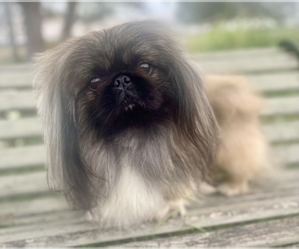 Medium Photo #1  Breeder Profile in WORTHAM, TX, USA