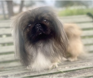 Pekingese Dog Breeder near WORTHAM, TX, USA