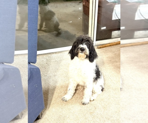 Medium Photo #4  Breeder Profile in SPRINGHILL, LA, USA