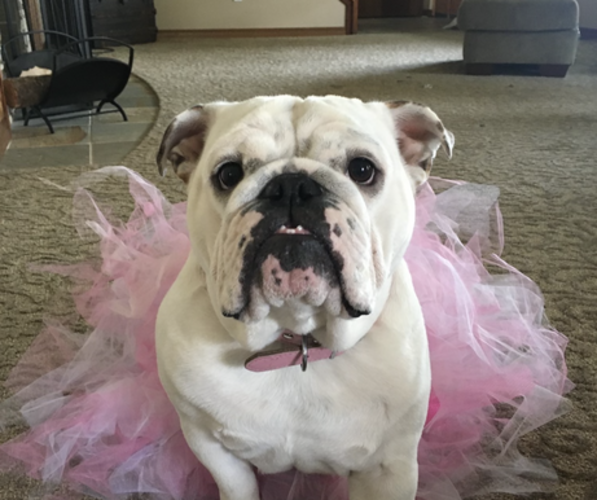 Medium Photo #1  Breeder Profile in PASCO, WA, USA