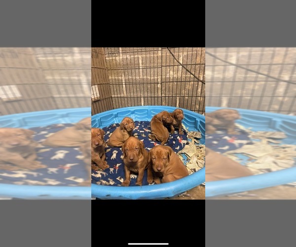 Medium Photo #1  Breeder Profile in HYNDMAN, PA, USA