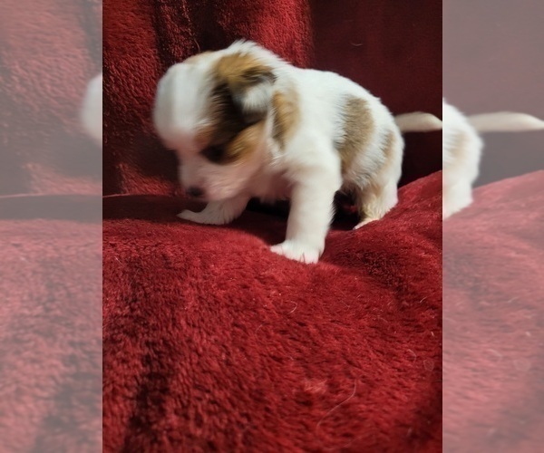 Medium Photo #88  Breeder Profile in AKRON, OH, USA