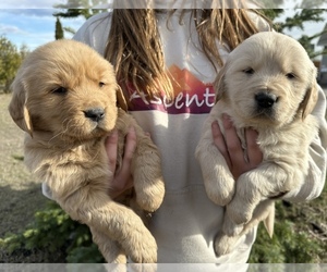 Golden Retriever Dog Breeder near KALISPELL, MT, USA