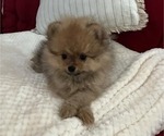 Small #31 Breeder Profile image