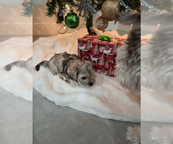 Medium Photo #2  Breeder Profile in LEHIGH ACRES, FL, USA