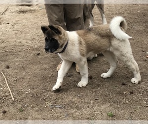 Akita Dog Breeder in DENTON,  USA
