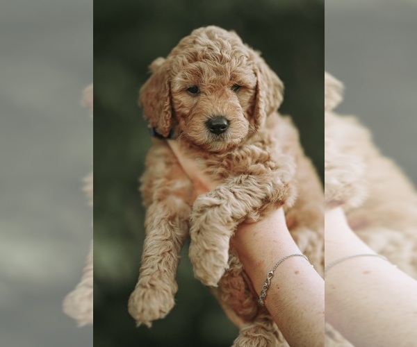 Medium Photo #7  Breeder Profile in FLAT ROCK, NC, USA