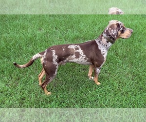 Catahoula Leopard Dog Dog Breeder near KEITHVILLE, LA, USA