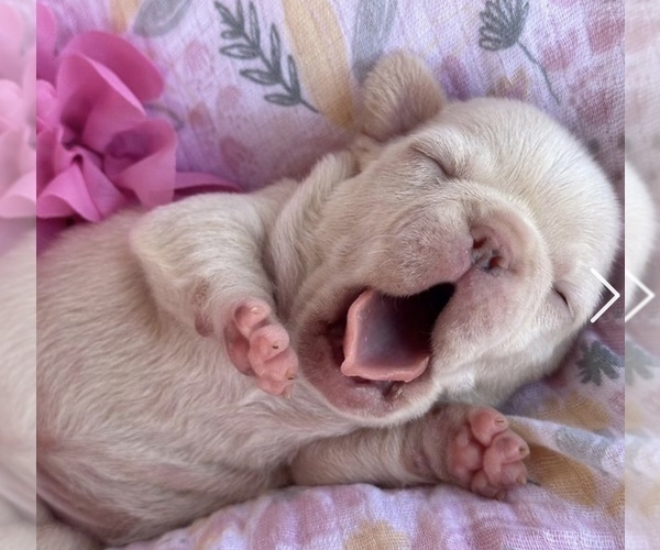 Medium Photo #6  Breeder Profile in MOORPARK, CA, USA