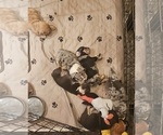 Small #20 Breeder Profile image