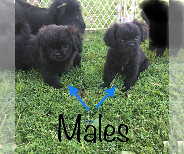 Medium Photo #1  Breeder Profile in CORYDON, IA, USA