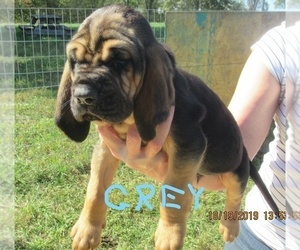 Main photo of Bloodhound Dog Breeder near TAYLORSVILLE, KY, USA
