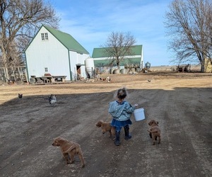 Golden Retriever Dog Breeder near TRACY, MN, USA