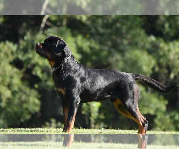 Medium Photo #6  Breeder Profile in YORK, SC, USA