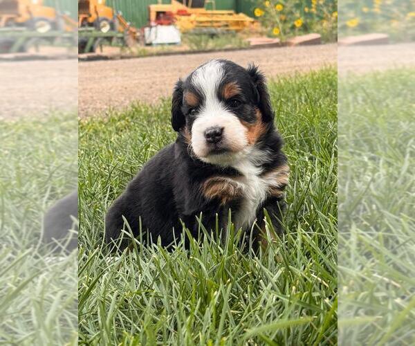 Medium Photo #5  Breeder Profile in LONGMONT, CO, USA