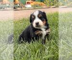 Small #4 Breeder Profile image