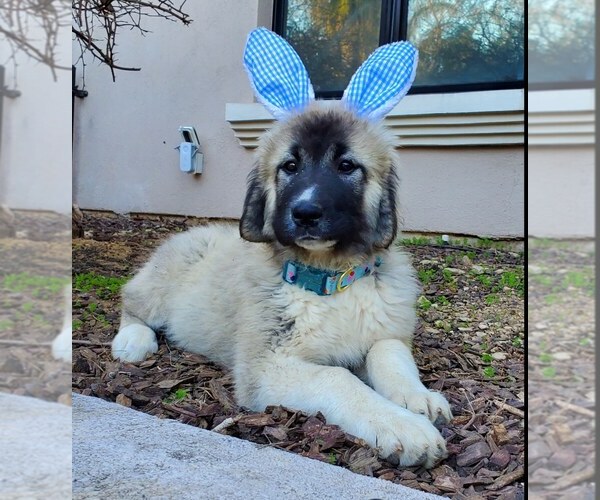 Medium Photo #1  Breeder Profile in AGOURA HILLS, CA, USA