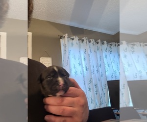 American Pit Bull Terrier Dog Breeder near COLUMBIA HEIGHTS, MN, USA