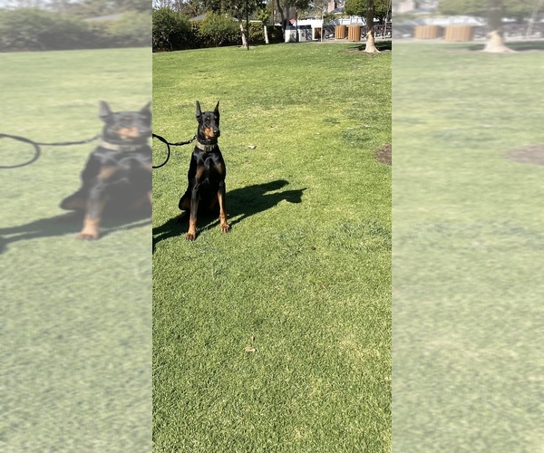 Medium Photo #1  Breeder Profile in WHITTIER, CA, USA