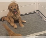 Small #10 Breeder Profile image
