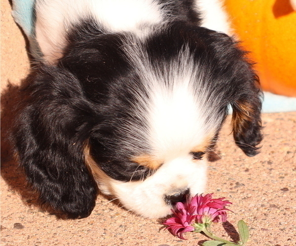 Medium Photo #17  Breeder Profile in THORP, WI, USA