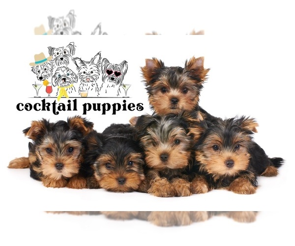 Medium Photo #1  Breeder Profile in ATLANTA, GA, USA
